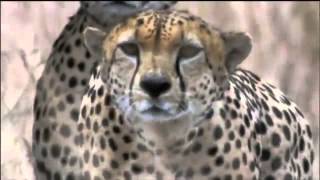 Amazing Cheetah Chase Compilation [upl. by Kyriako]