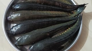 Bengali style sol fish curry  बंगाली स्टाइल सोल फिश करी YouTube video [upl. by Anauqahc]