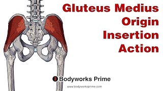 Gluteus Medius Anatomy Origin Insertion amp Action [upl. by Georgette394]