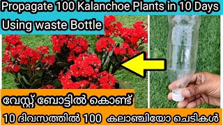 Kalanchoe Leaf Propagation  100 Success  3 Methods  10 ദിവസത്തിൽ കലാഞ്ചിയോ ചെടി കിളിർപ്പിക്കാൻ [upl. by Johann]