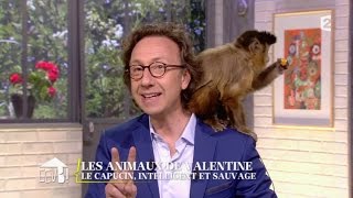 ANIMAUX Le capucin intelligent et sauvage [upl. by Nho]