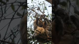 Il Koala animale dormiglione pets animals animali [upl. by Emyaj]