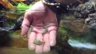 Dwarf Mudskipper Display Aquarium At Maidenhead Aquatics  Windsor Extended Version [upl. by Cnut959]