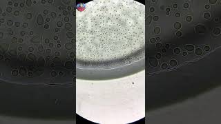 आज हम देखेंगे आखिर tap water microscope में कैसा दिखाई देता है ll viralshort2024 microscopeview [upl. by Camus]