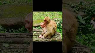 No Milk No Mom No Ownermonkey puppy shortmonkeysanimal [upl. by Kotto]