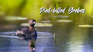 Piedbilled Grebes [upl. by Abocaj]