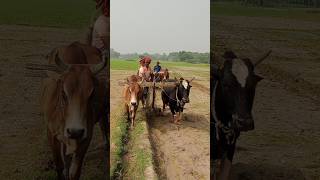 agriculture bangladesh [upl. by Swerdna]