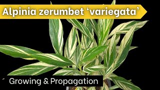 How to Grow VARIEGATED GINGER  Alpinia zerumbet variegata [upl. by Nymassej299]