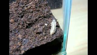 Predation of amphibians by Epomis larva Video S1 [upl. by Ettenahs642]