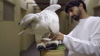 Imprinting with Al Kamda Falcons Part 3 [upl. by Noraha863]