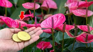 Just 1 Thin Slice Anthurium Grows Fast And Blooms Miraculously [upl. by Ardnuaet256]