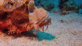 Tasseled Scorpionfish Scorpaenopsis oxycephala [upl. by Nyrem34]