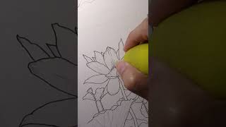 Lotus 1 part g “Drawn From Nature  Lotus” a Kickstarter Make100 project coming in January 2025 [upl. by Barbarese]