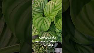 Calathea Orbifolia 🥰 [upl. by Neeruan895]