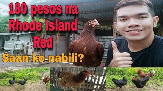 SAAN MAKAKABILI NG RHODE ISLAND RED  LOW BUDGET RHODE ISLAND RED  FREE RANGE FARMING [upl. by Anselme263]