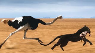 Cheetah Too Fast Mother Ostrich Running At Full Speed Still Cant Save Baby From Hungry Cheetah [upl. by Syxela]