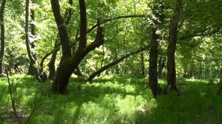 Kavakarası Oriental Sweetgum Liquidambar orientalis forest [upl. by Nnainot]