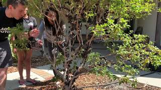 Jaboticaba Fruit Picking in The Backyard Fruit Forest [upl. by Gridley]