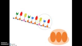 DNA Eiwitsynthese HAVO 5 [upl. by Ahsietal]