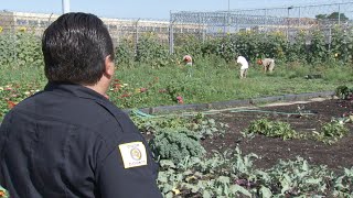 Cook County Jail Gardening Program  Localish [upl. by Rednijar]