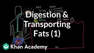 Digestion Mobilization and Transport of Fats  Part I [upl. by Osbert]