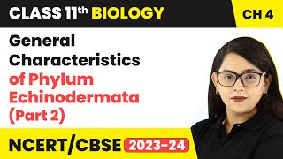 General Characteristics of Phylum Echinodermata Part 2  Class 11 Biology Chapter 4  NCERTCBSE [upl. by Nisen]