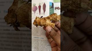 NCERT Rhizome all about ginger [upl. by Tupler]