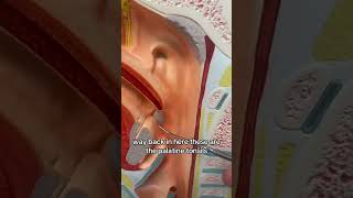 Sagittal Head with Tonsils Anatomical model 🩺 [upl. by Otsugua]