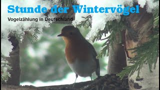 Stunde der Wintervögel Vogelzählung in Deutschland [upl. by Areikahs]