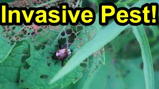 These 4 Plants get DESTROYED by this Bug How I Fight This Invasive Pest Naturally Japanese Beetle [upl. by Atsyrhc315]