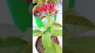 Jatropha Flowering Plant [upl. by Fransen]