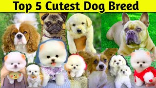 Top 5 cutest Dog Breed  Pomeranian dog  Teacup Dog  Shih Tzu Dog  Pug Dog  viral Cute dog video [upl. by Anaeed109]