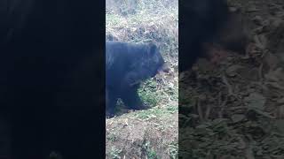 Asiatic Black Bear Roaring Soundwildanimal nature wildlifevlog animals baby cartoon attitude [upl. by Menides]