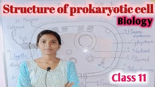 Structure of prokaryotic cell class 11cell the unit of lifebiology chapter 8diagram [upl. by Grantley]