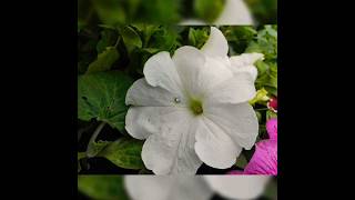 Petunia axillaris flower পেটুনিয়া অ্যাক্সিলারিস ফুল [upl. by Vyky]