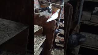 Farrukhabadi kabootarviralvideo pigeon shortvideos [upl. by Annairb]