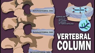 VERTEBRAL COLUMN ANATOMY 12 [upl. by Amuwkuhc]