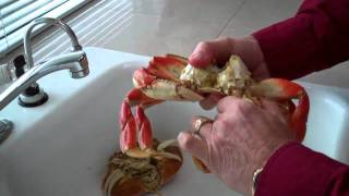 How to clean a crab [upl. by Nohsid]