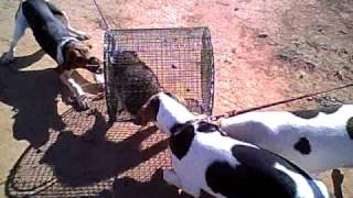 Walker Coon Hounds treeing a caged coon [upl. by Iliram166]