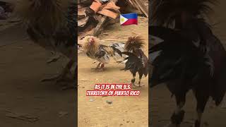 Banned in the US provincelife philippinesvlog cockfighting philippines retirement [upl. by Matusow818]