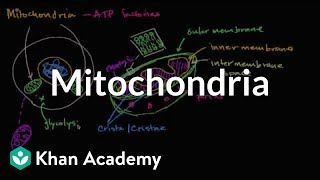 Mitochondria  Structure of a cell  Biology  Khan Academy [upl. by Ferri918]