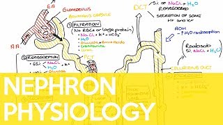 Physiology of the Nephron  Sarah Clifford Illustration Tutorial [upl. by Hewes]