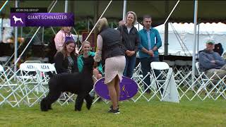 Giant Schnauzers  Breed Judging 2022 [upl. by Aubarta]