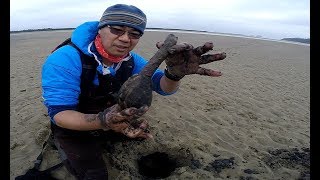 Digging for big clams on the Oregon coast [upl. by Francine739]