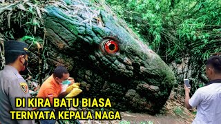 Viral  Awalnya Dikira Batu Setelah Mendekat Ternyata Kepala Ular Naga Raksasa Bertapa Membatu [upl. by Anatola535]