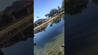 Catching an ARIZONA CATFISH  Unedited Cut  Sun Lakes Arizona [upl. by Vitale]