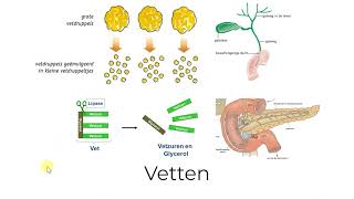 4H  Nectar  H6  Voeding vertering en gezondheid [upl. by Ybloc]