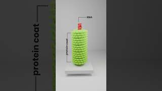 The first virus ever discovered  Tobacco Mosaic Virus TMV [upl. by Dietsche]