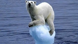 ► National Geographic Documentary  Polar Bear  Expedition and More  HD [upl. by Tena]