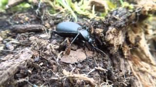 Cychrus caraboides  Ground Beetle  Laufkäfer [upl. by Anihs]